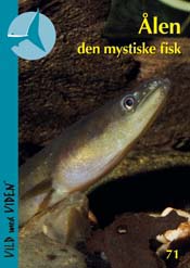 Ålen den mystiske fisk